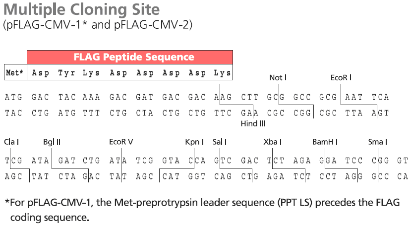 pFlag-CMV-2多克隆位点