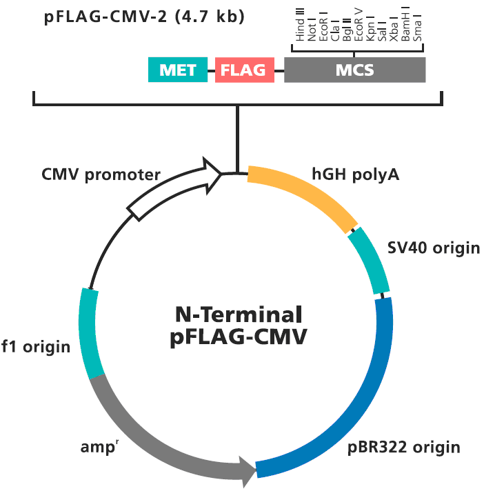 pFlag-CMV-2载体图谱