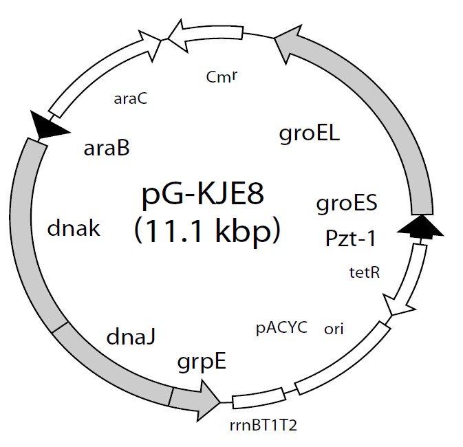 pG-KJE8载体图谱