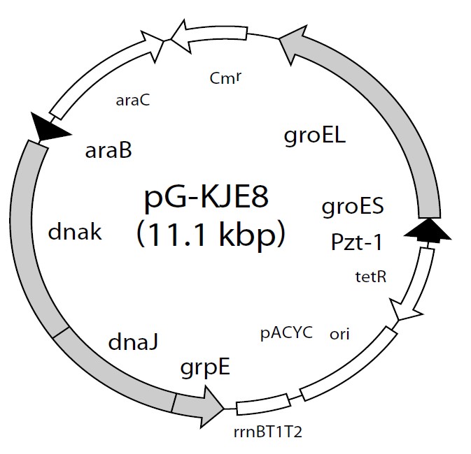 pG-KJE8載體圖譜