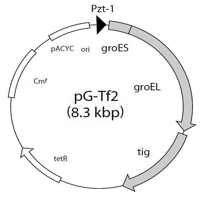 pG-Tf2载体图谱