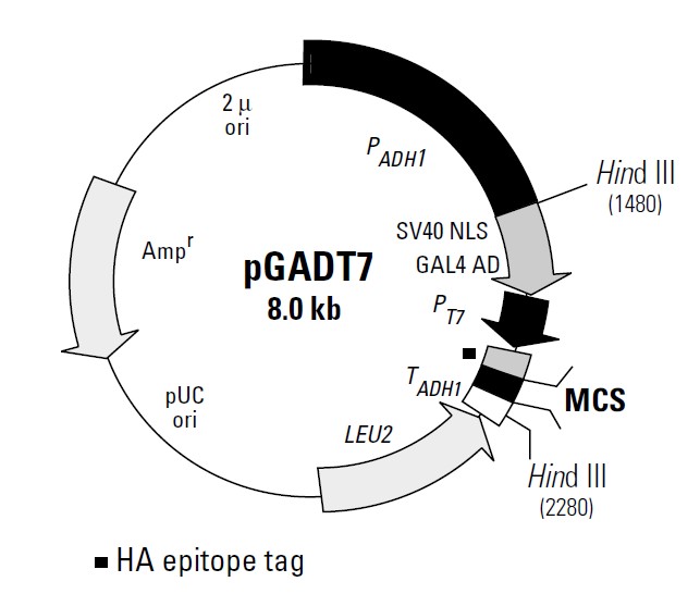 pGADT7载体图谱