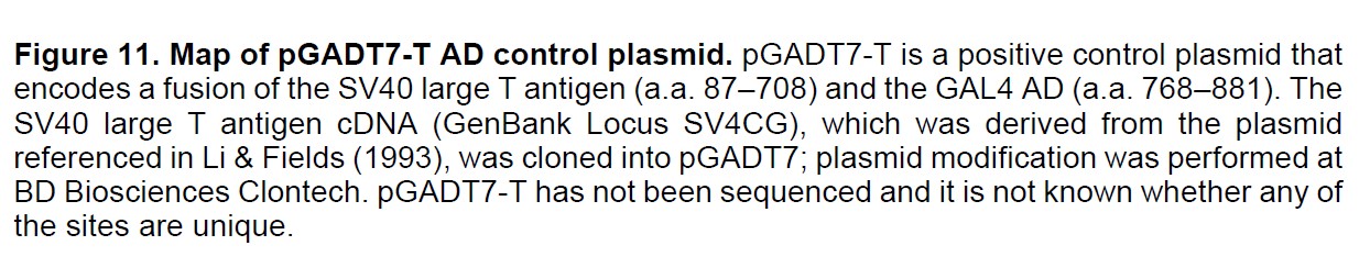 pGADT7-T載體特征