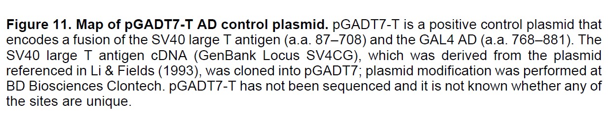 pGADT7-T载体特征