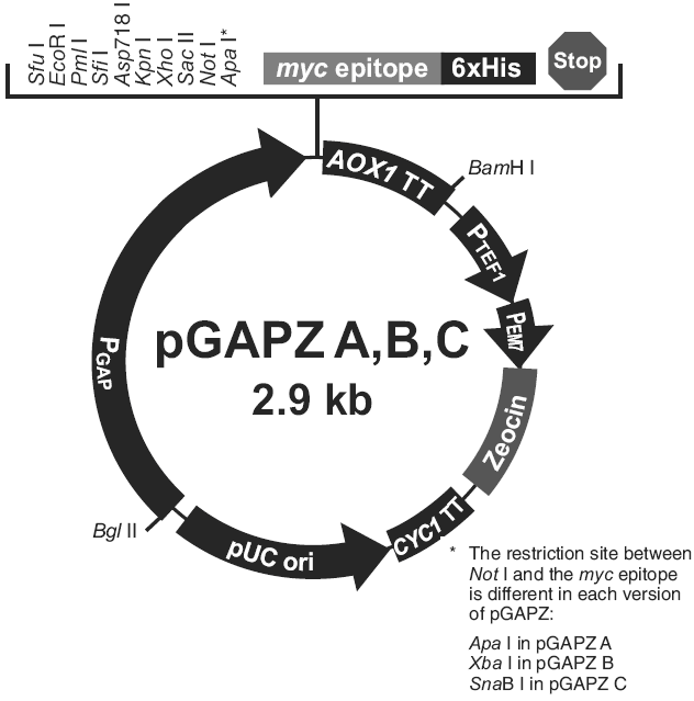 pGAPZ C载体图谱
