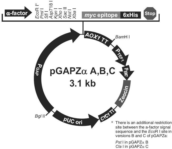 pGAPZalpha B载体图谱
