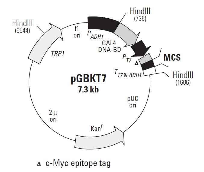 pGBKT7载体图谱