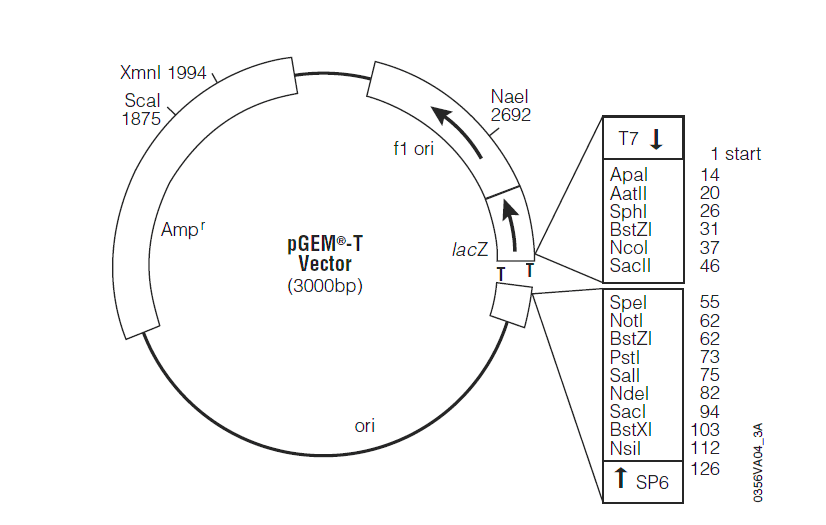 pGEM-T载体图谱