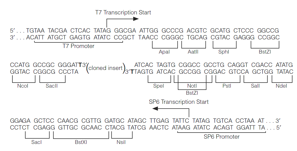 pGEM-T多克隆位点