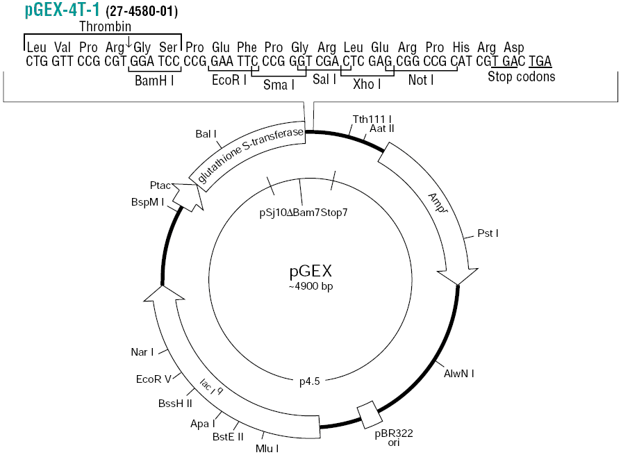 pGEX-4T-1载体图谱和多克隆位点