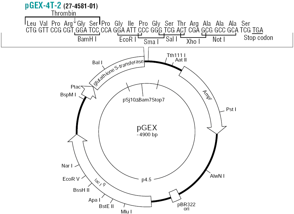 pGEX-4T-2載體圖譜和多克隆位點(diǎn)