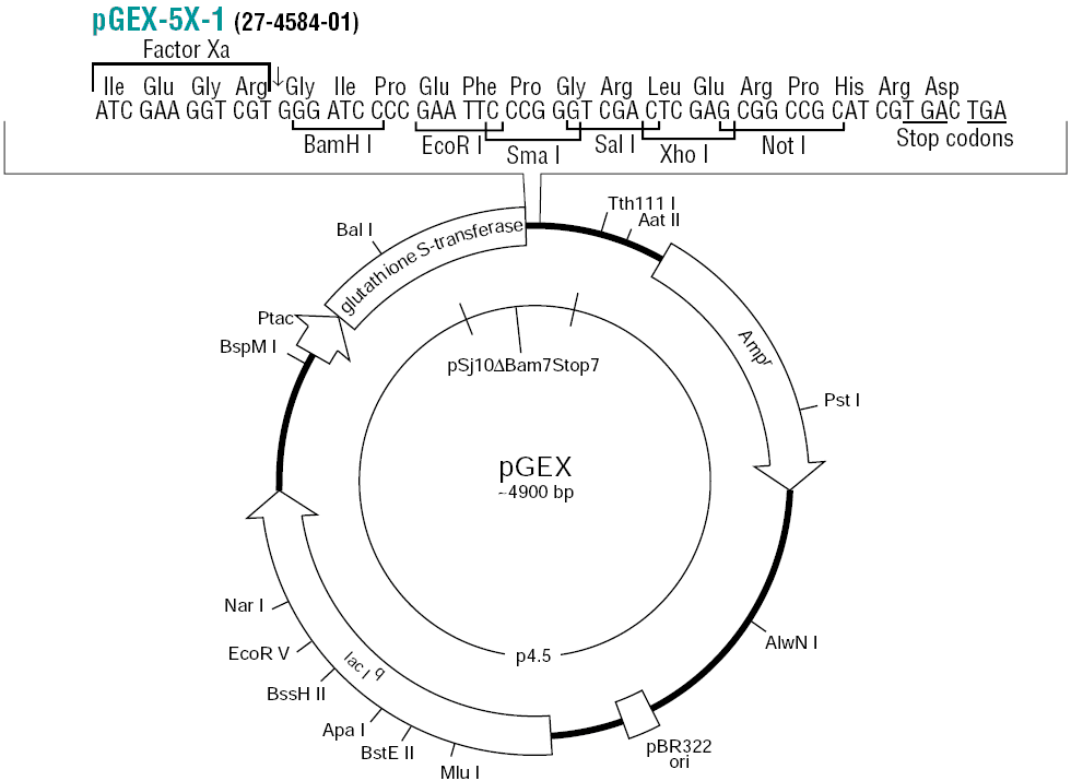 pGEX-5X-1载体图谱和多克隆位点