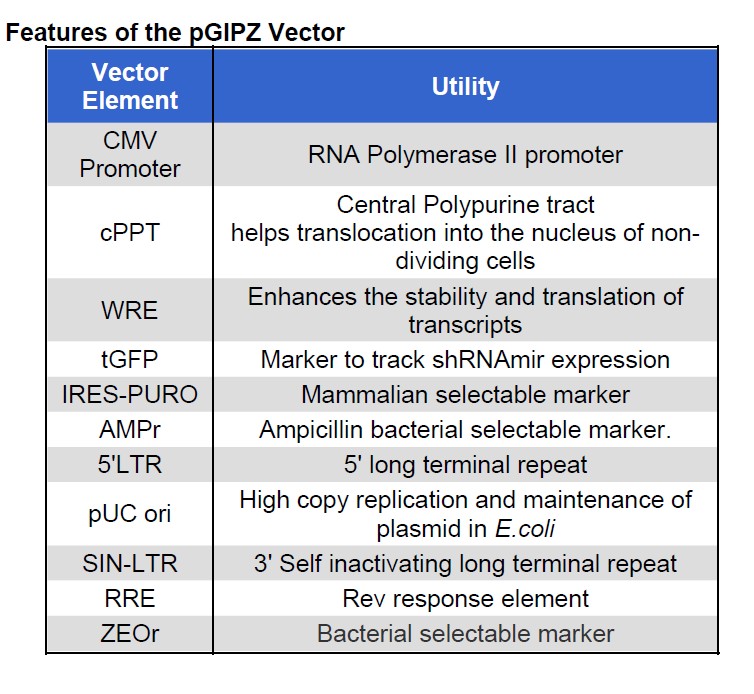 pGIPZ载体特征