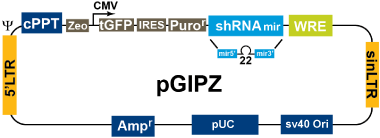 pGIPZ载体图谱