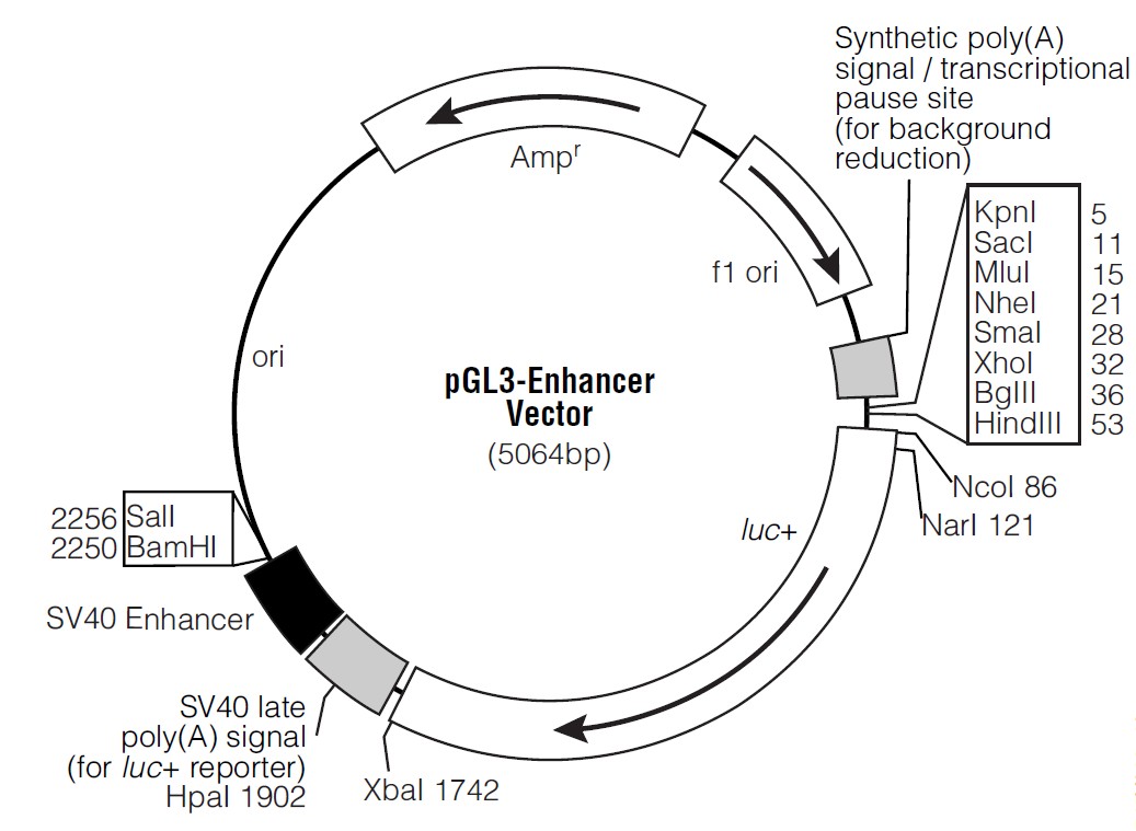 pGL3-Enhancer载体图谱