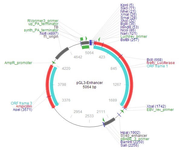pGL3-Enhancer载体图谱2