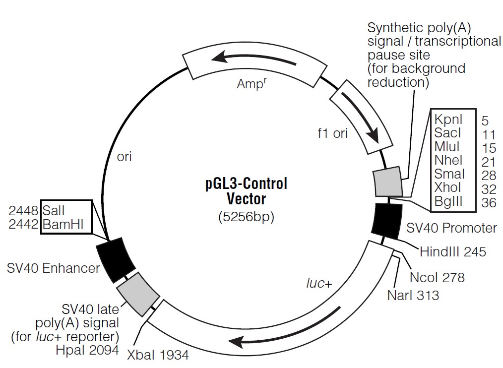 pGL3-control载体图谱