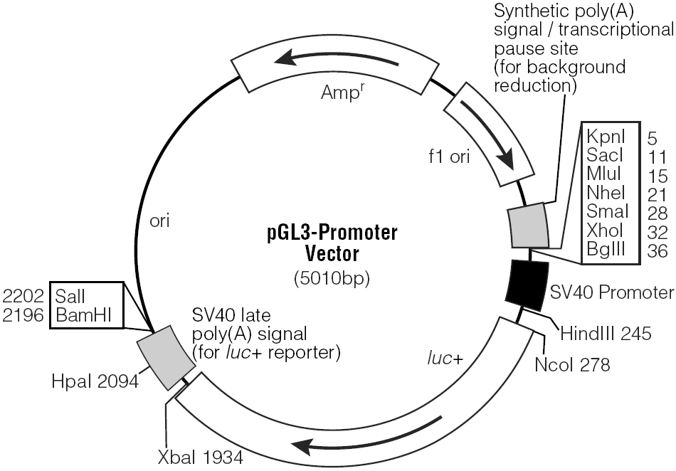 pGL3-promoter载体图谱