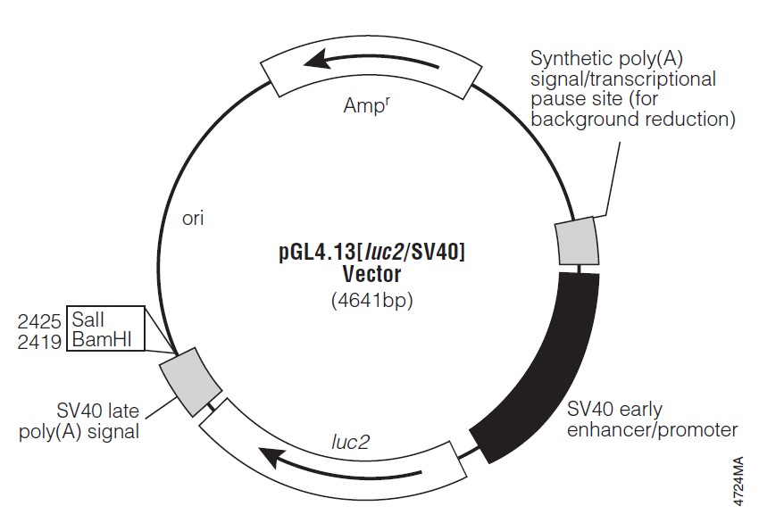 pGL4.13载体图谱