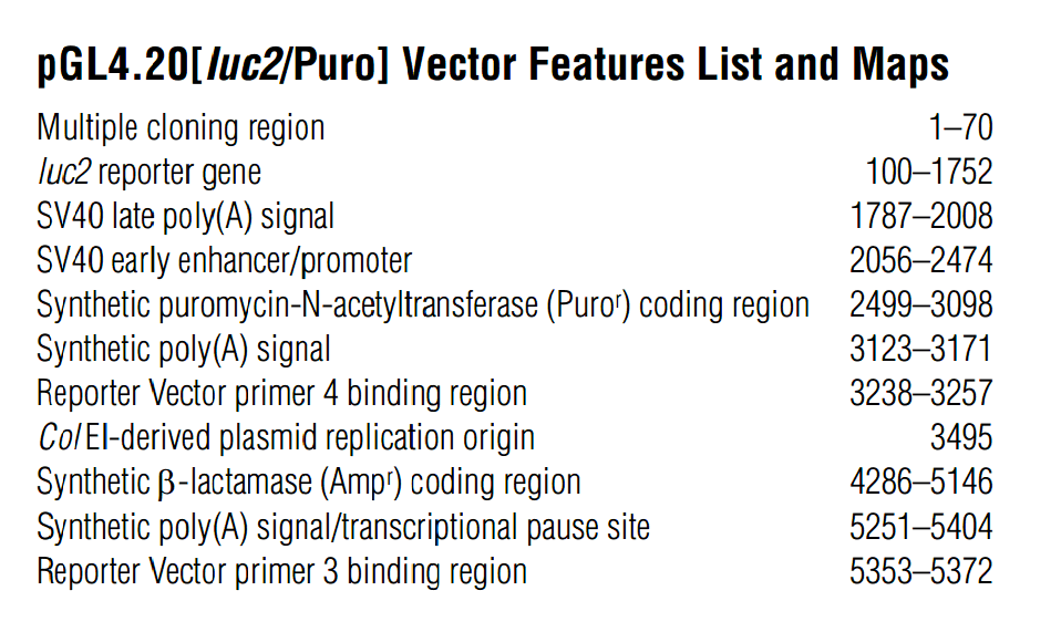 pGL4.20载体特征