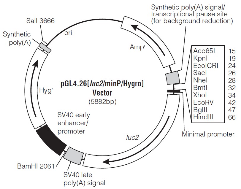 pGL4.26载体图谱