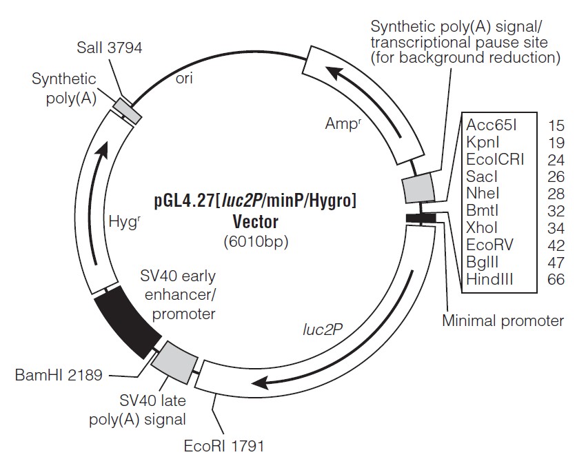 pGL4.27载体图谱