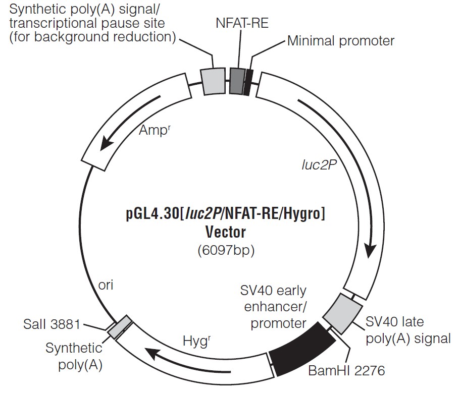 pGL4.30载体图谱