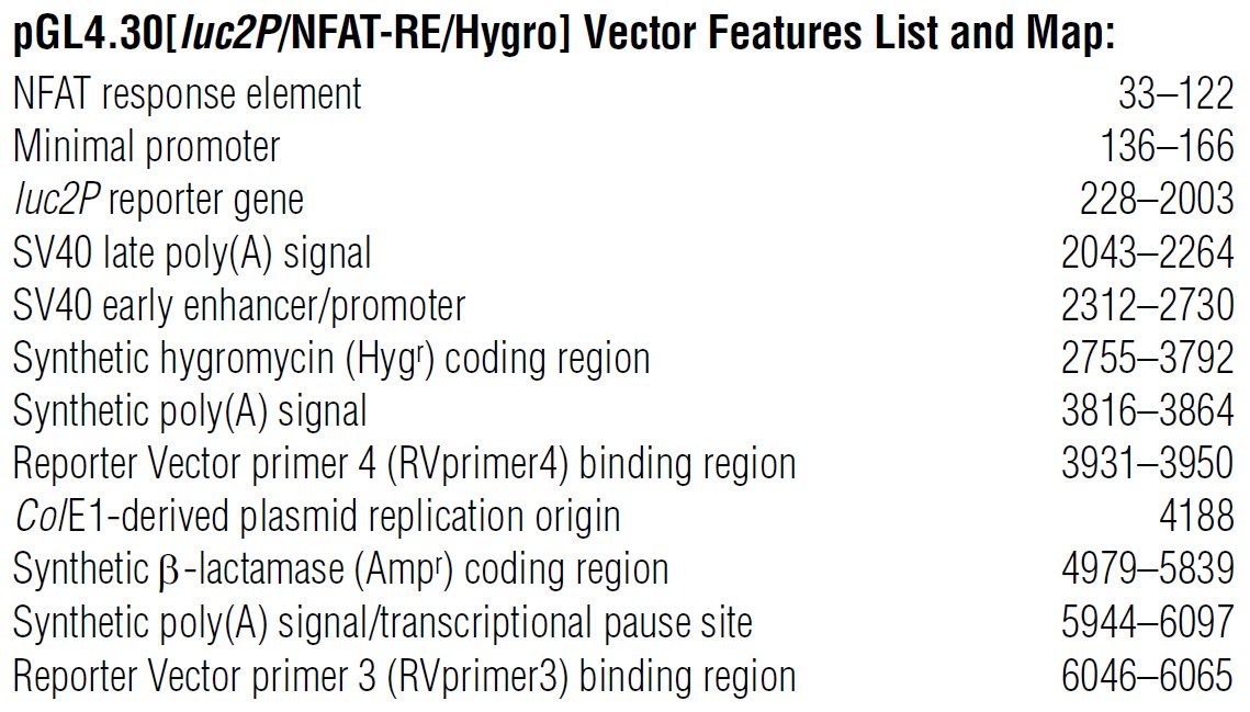 pGL4.30载体特征