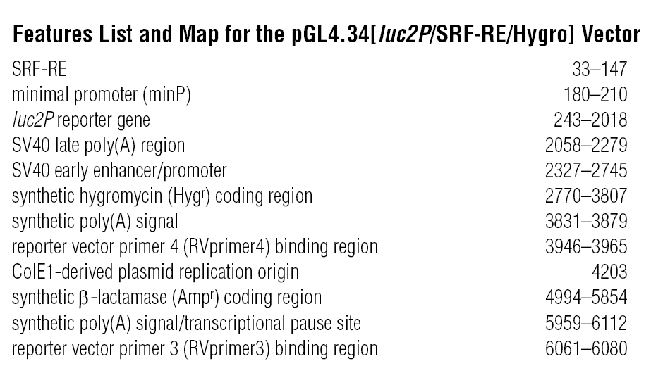 pGL4.34 载体特征
