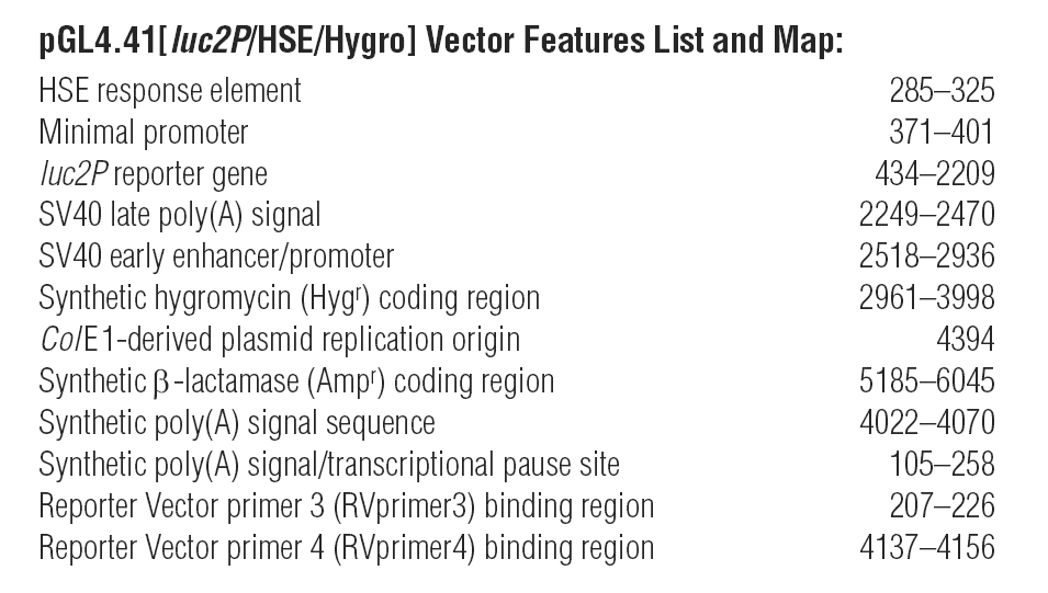 pGL4.41 载体特征