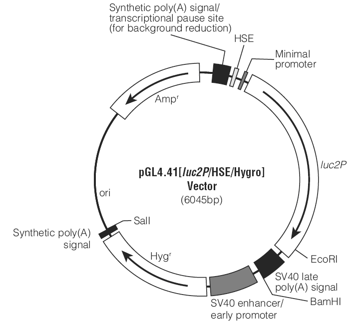 pGL4.41载体图谱