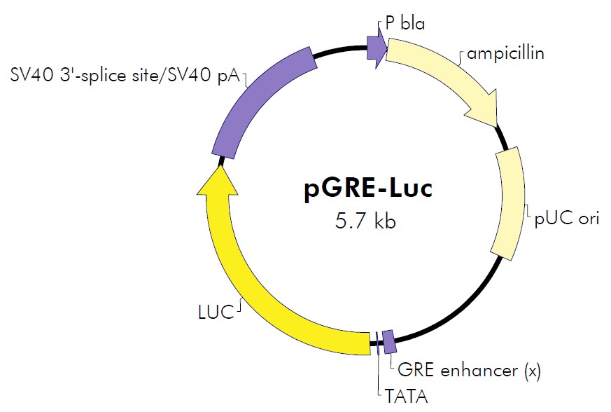 pGRE-luc载体图谱
