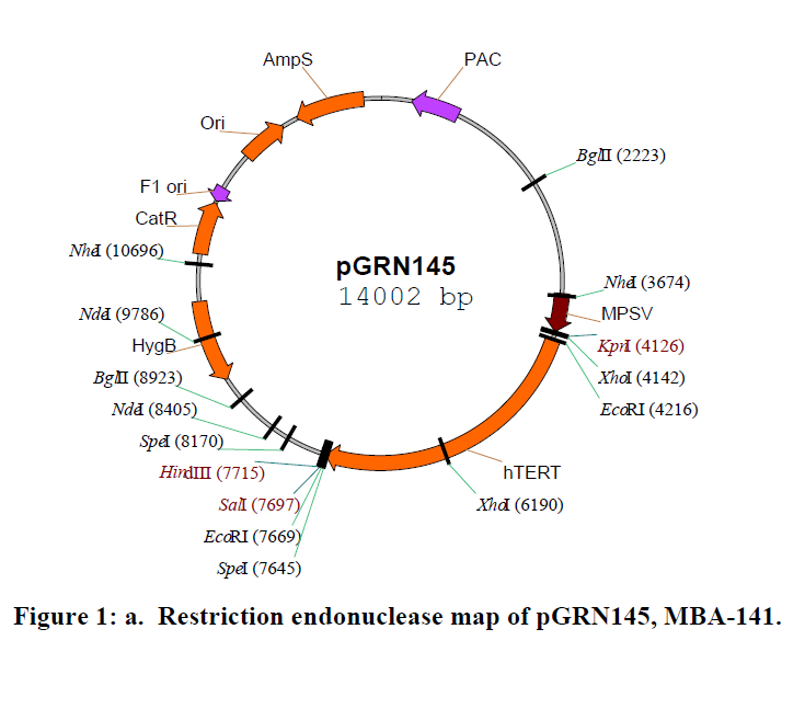 pGRN145载体图谱