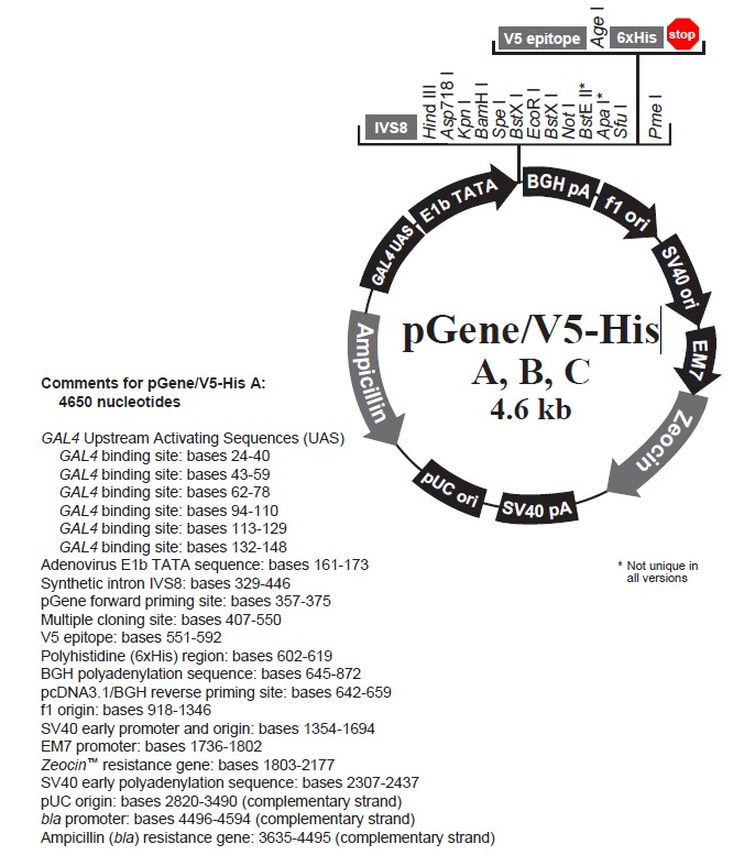 pGene/V5-His B载体图谱