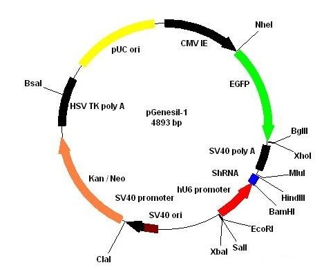 pGenesil-1载体图谱