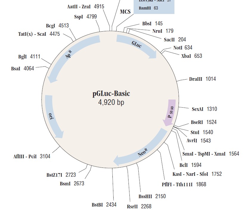 pGluc-basic载体图谱