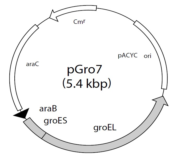 pGro7載體圖譜