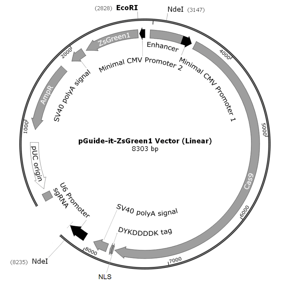 pGuide-it-ZsGreen1载体图谱