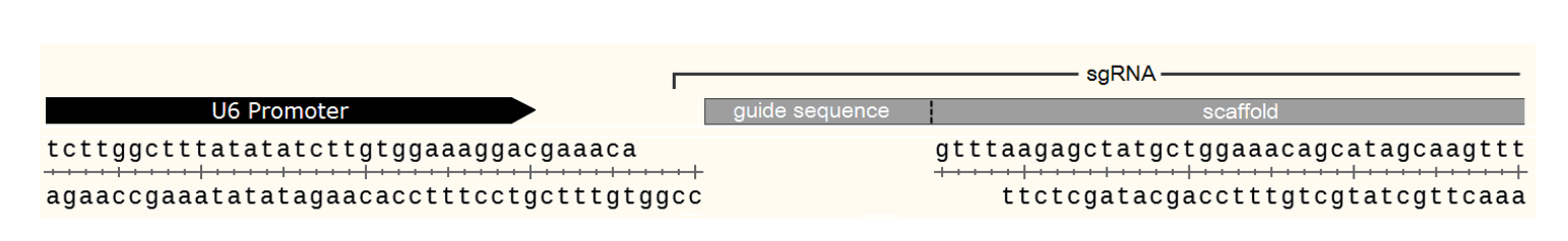 pGuide-it-tdTomato 多克隆位点