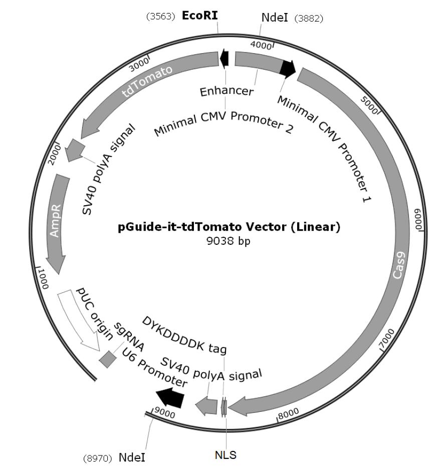 pGuide-it-tdTomato载体图谱