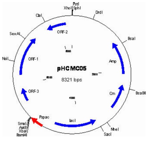 pHCMC05载体图谱