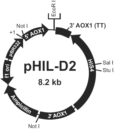 pHIL-D2载体图谱