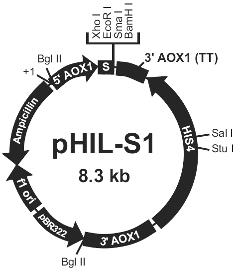 pHIL-S1载体图谱