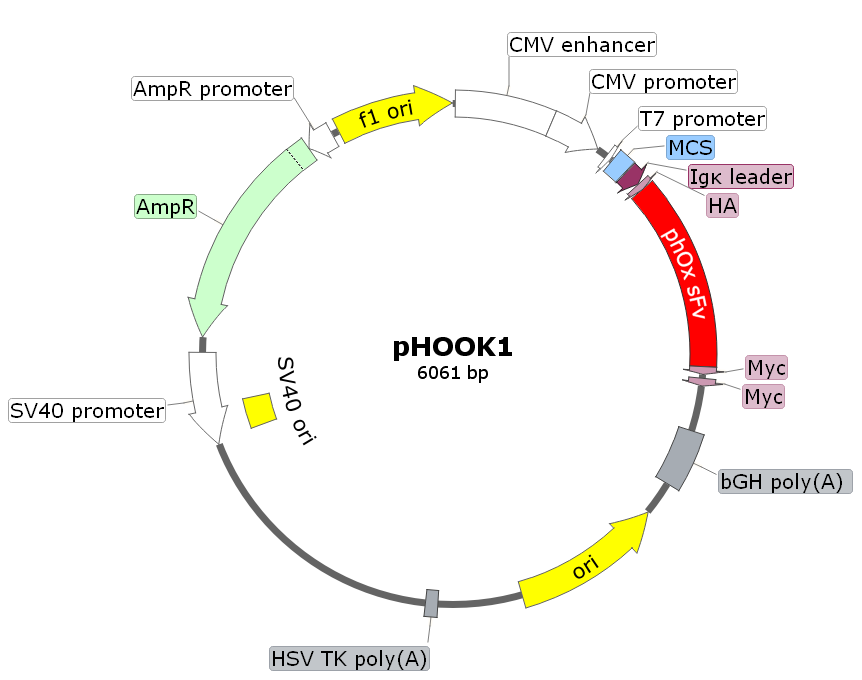 pHOOK1載體圖譜
