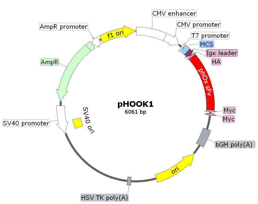 pHOOK1载体图谱