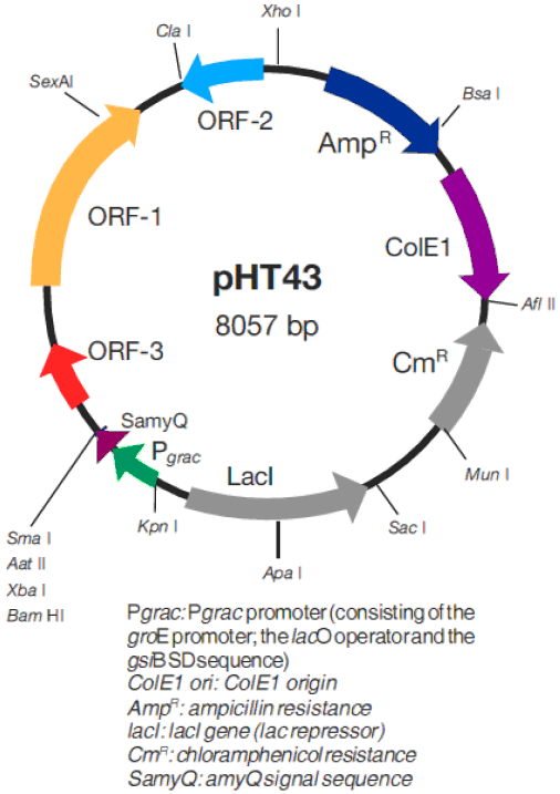 pHT43载体图谱