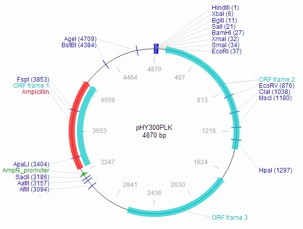 pHY300PLK载体图谱