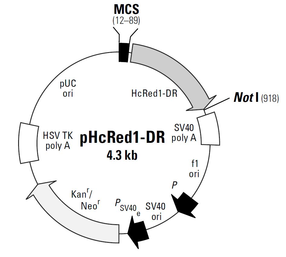 pHcRed1-DR载体图谱