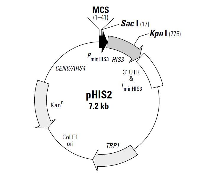 pHis2载体图谱