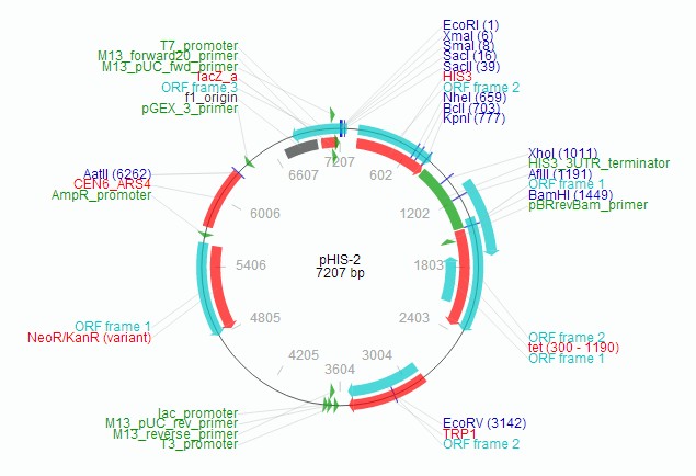pHis2载体图谱2